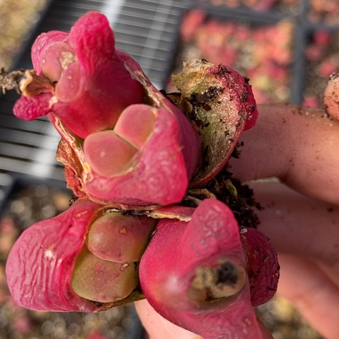 1554一群一群一群