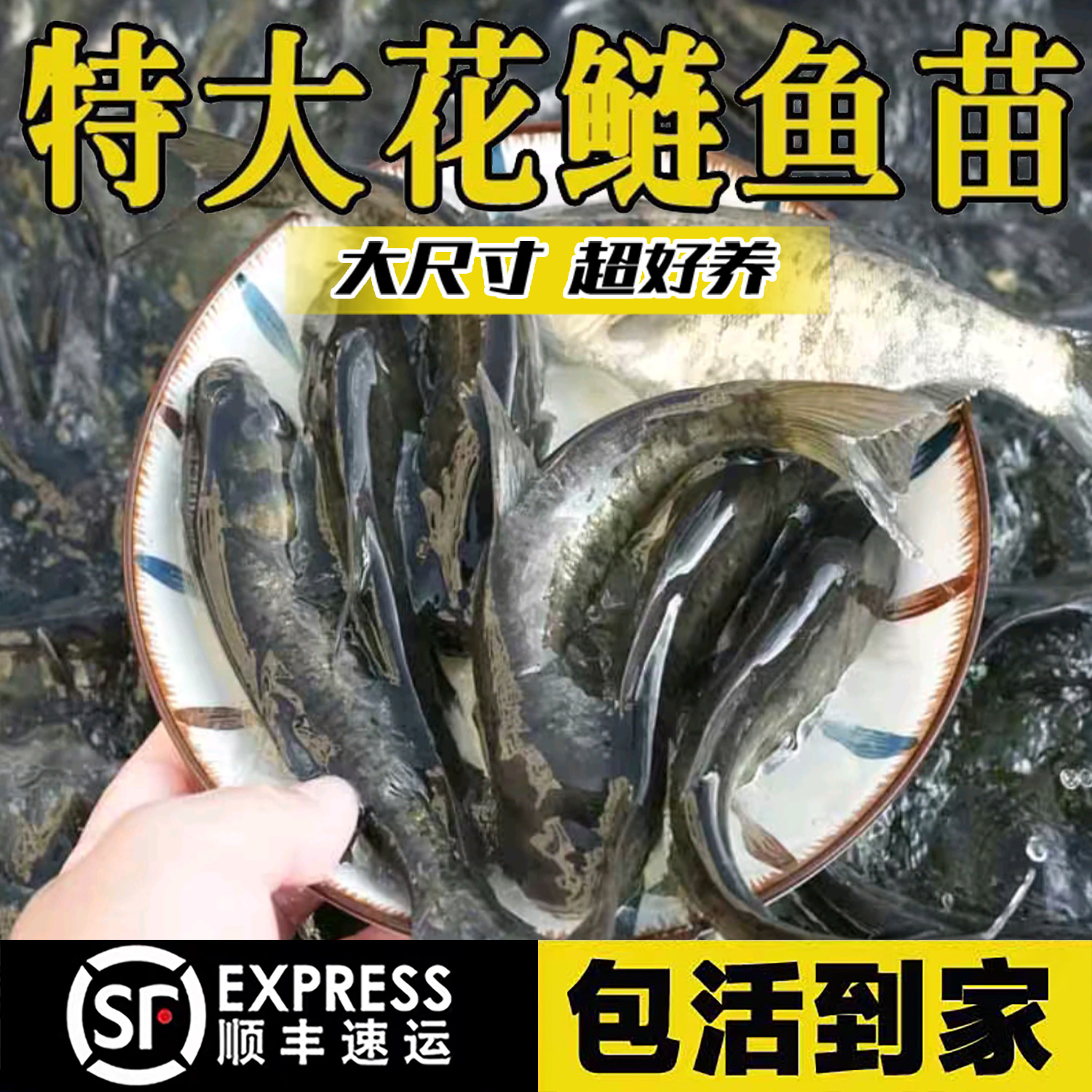 花鲢鱼淡水养殖食用活鱼胖头特大鲢鳙雄鱼冷水观赏大头鱼