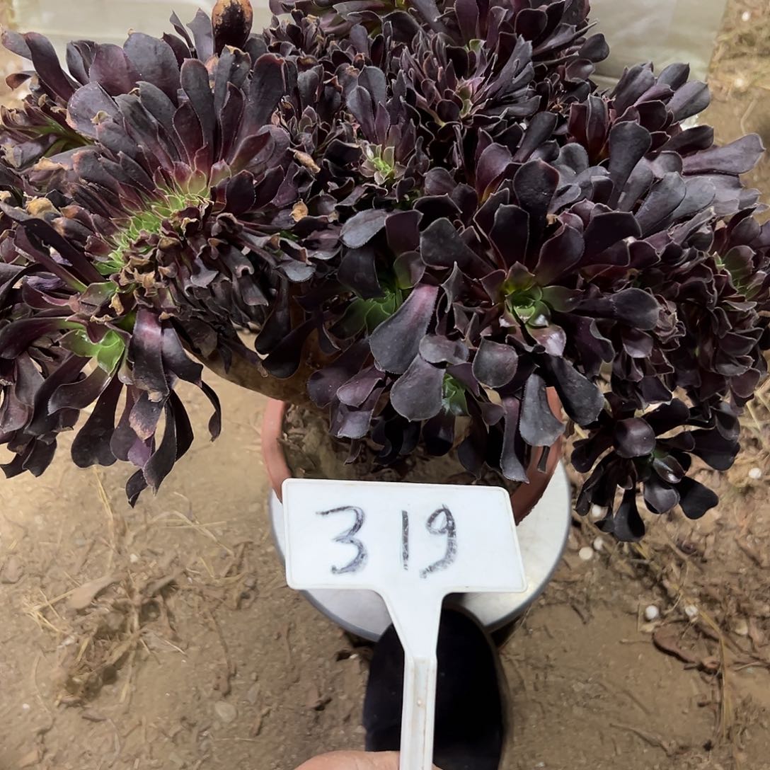 多肉植物欧子一体化319