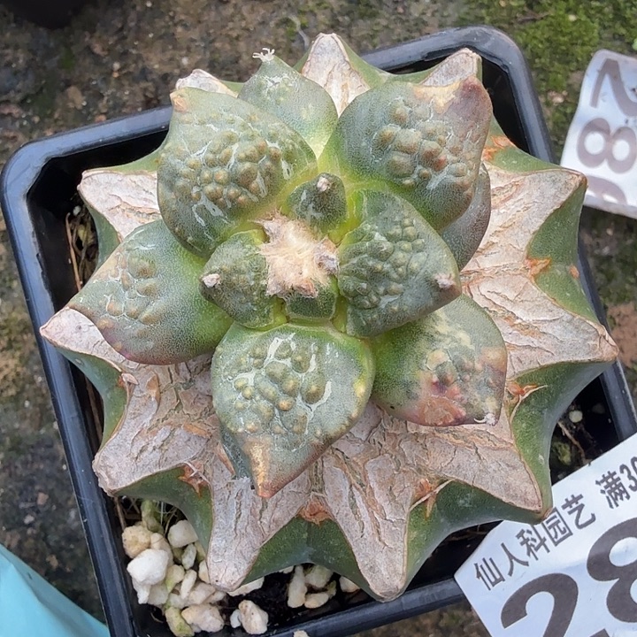 无花朵282哥斯拉锦