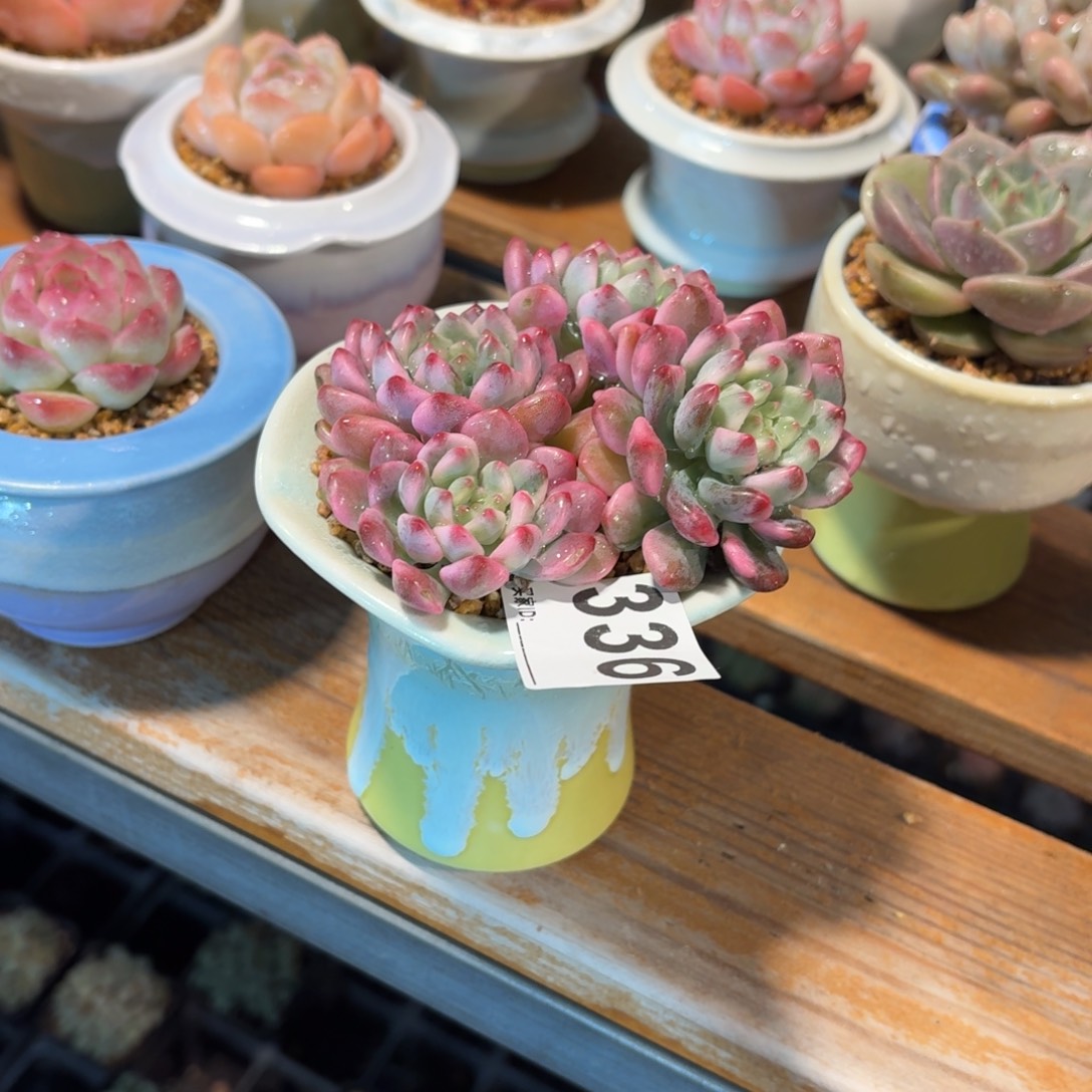 不***李蓝苹果锦多肉带盆发货336