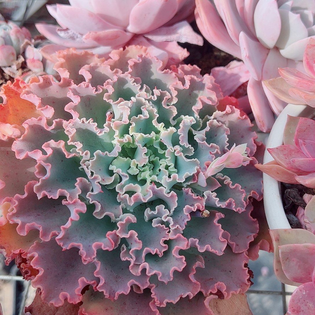 小叶婚纱蓝狐大单头