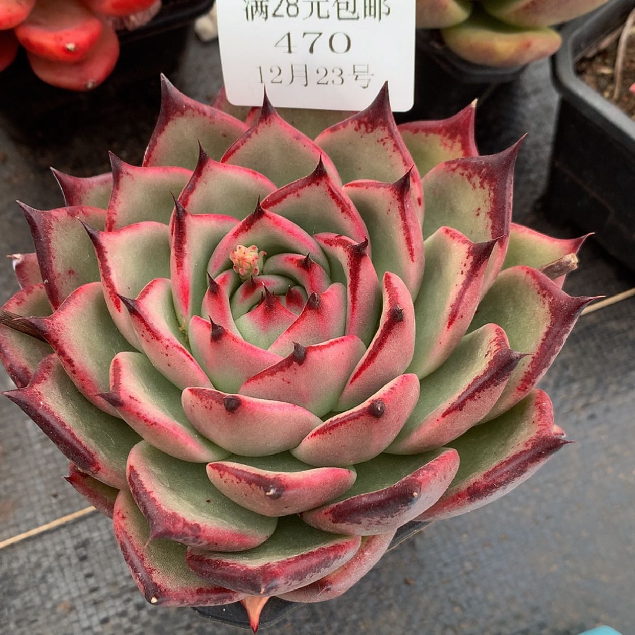 【闪购商品】云470号