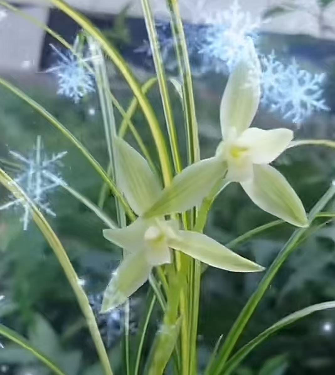 梦之兰青苗