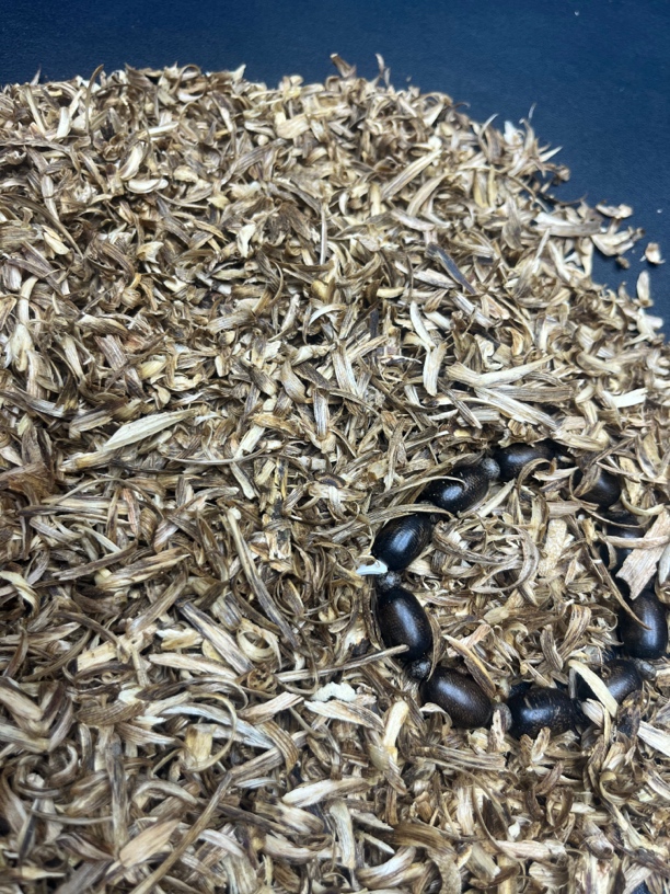 沉香【小茜甄选】F096沉香木作文创