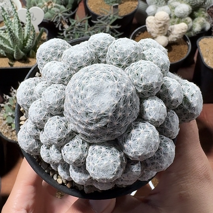 姬春星仙人球1234