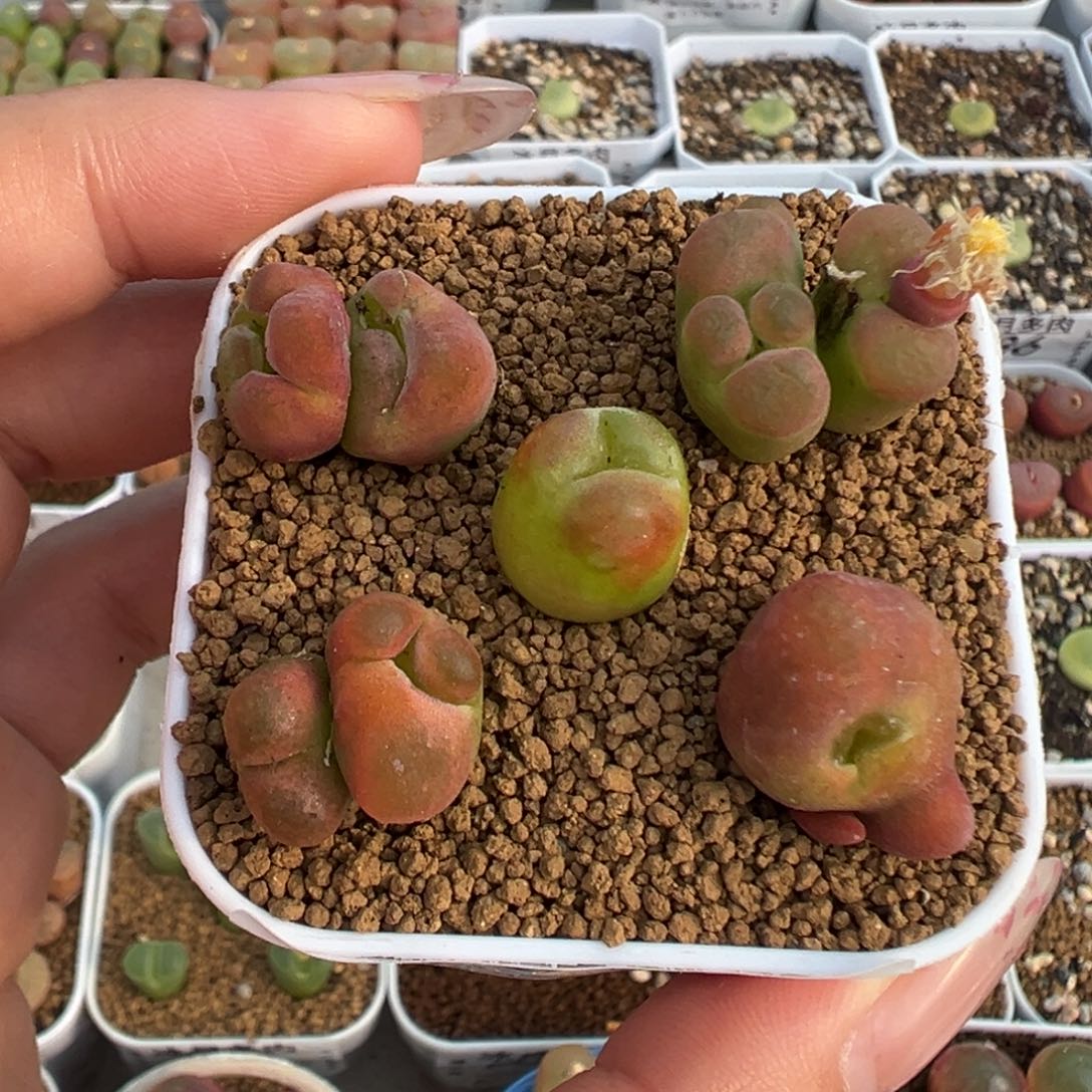 049水蜜桃裸根发货