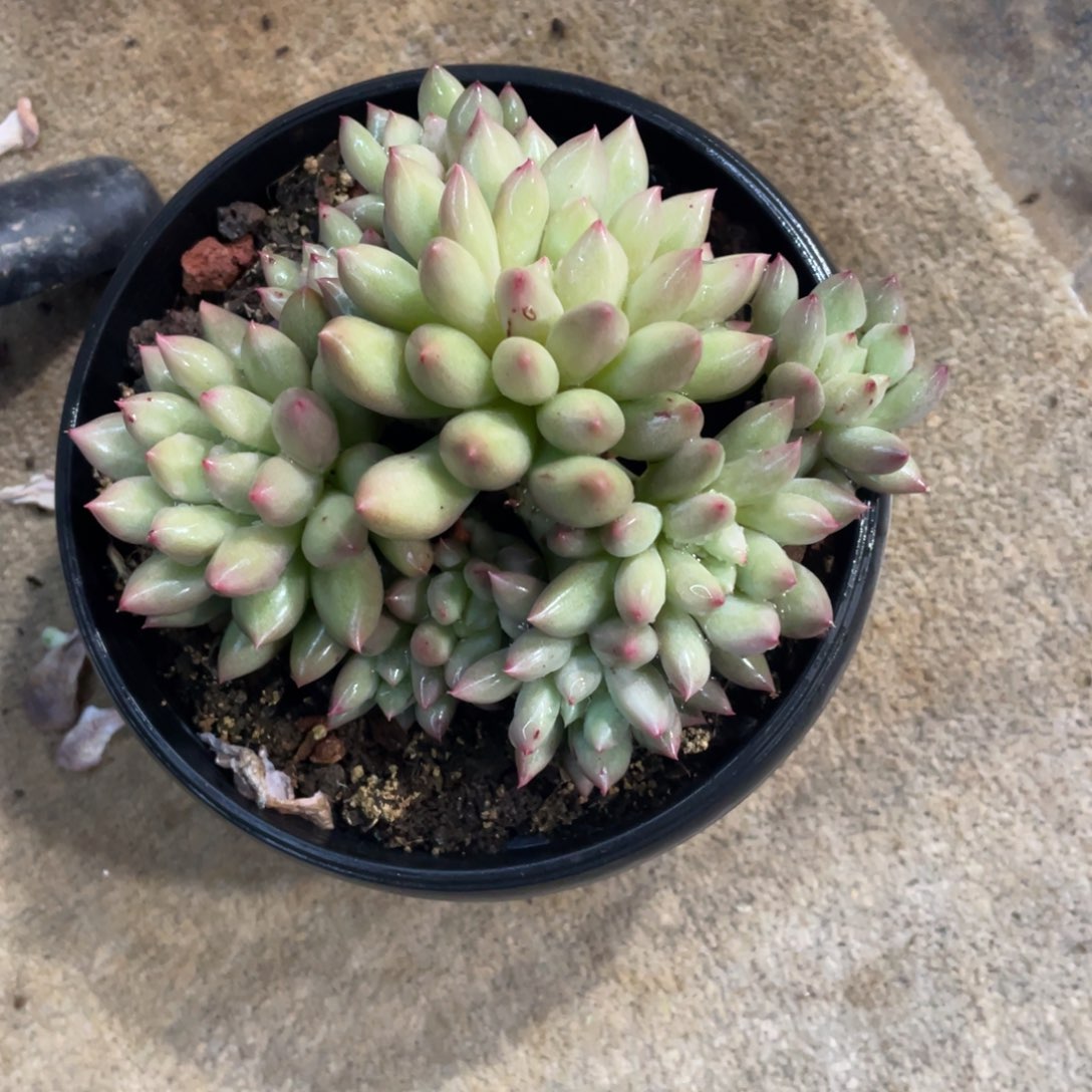 月****岩字冠幅13公分一物一拍