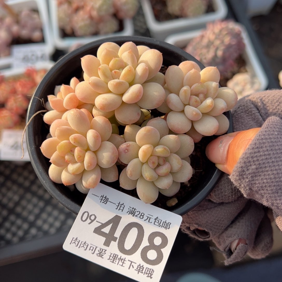 阳光玫瑰多肉多肉多肉多肉多肉