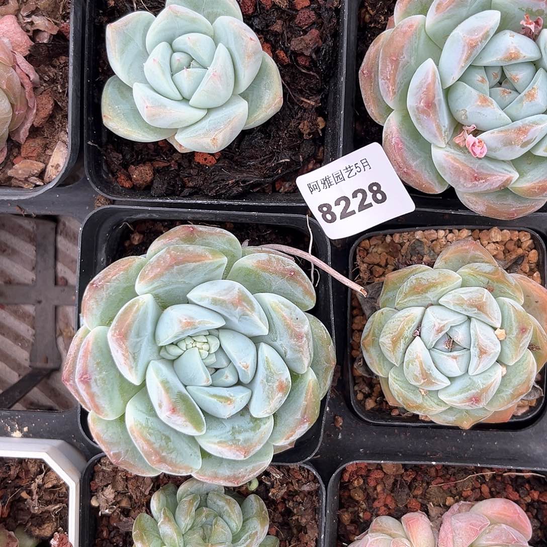 阿雅园艺。     8228