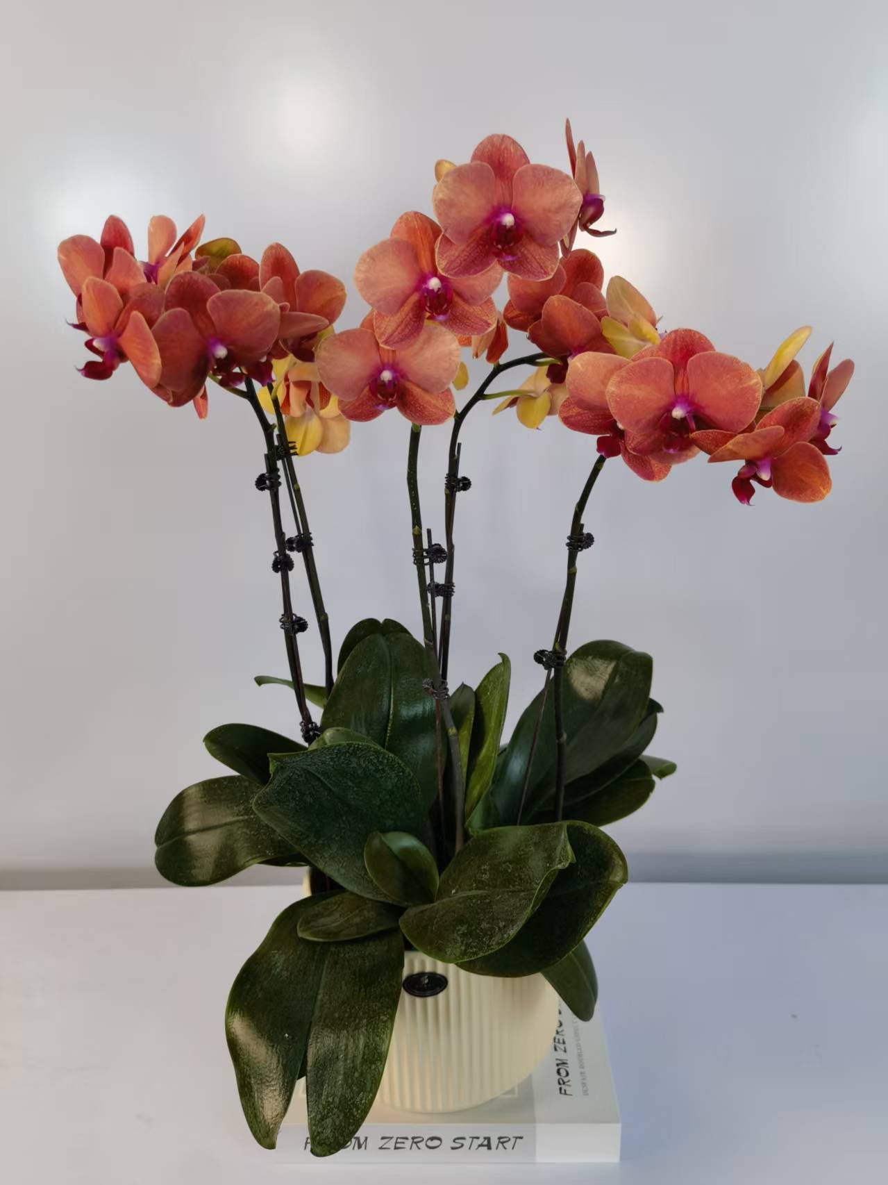 【金桔】蝴蝶兰盆栽带花苞花剑大苗客厅室内四季好养活植物花卉