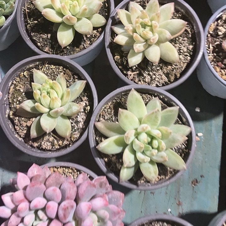 杂交系列美人 多肉