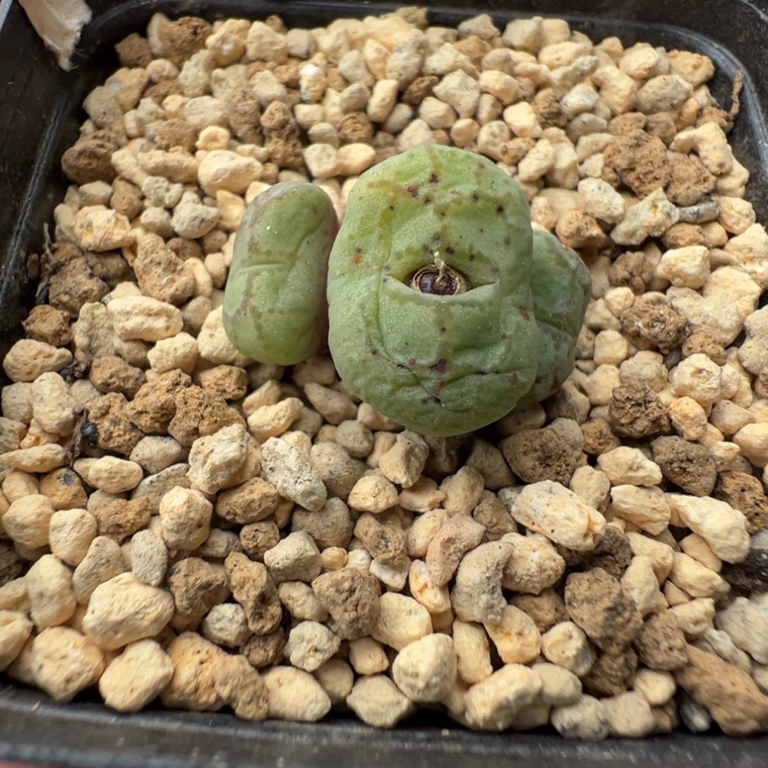 3-28肉锥多肉植物