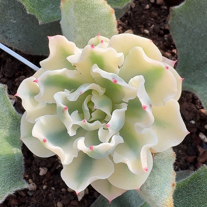 海啸带侧芽一物一拍，多肉锦