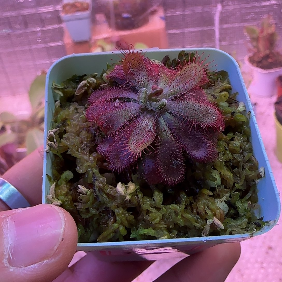 寒***无花朵专拍补加链接