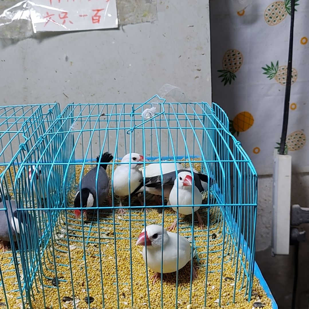 涵***舒文鸟特价文鸟断尾少毛爪子有瑕疵六只