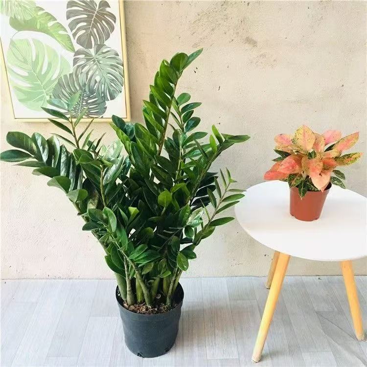 (80左右高度）基地优选金钱树盆栽室内外客厅办公室净化空气四季