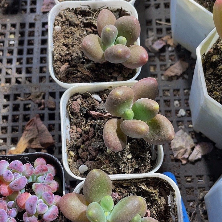 芒果奶带盆土发货