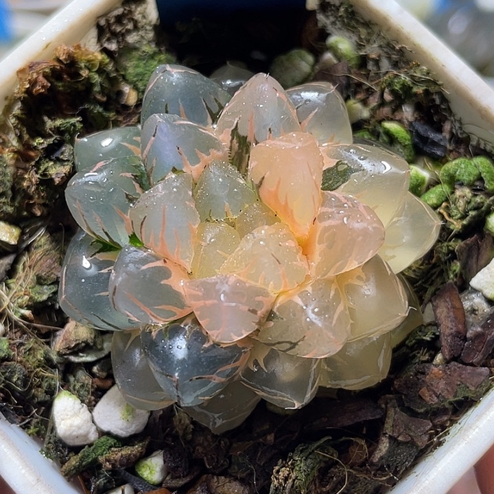 604完美水中月锦特选福利