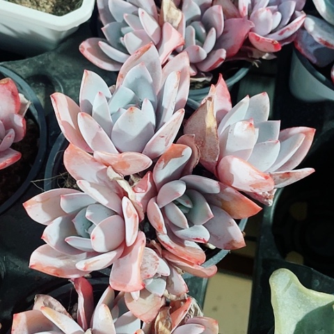 白莲48一盆555868888886889