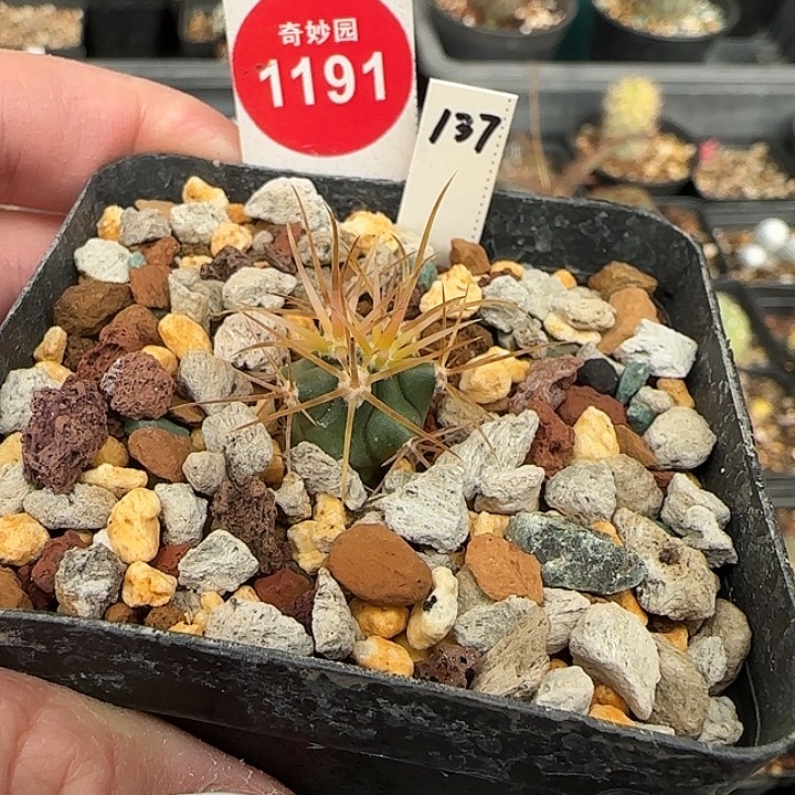 实生狂刺金刺金冠龙一颗