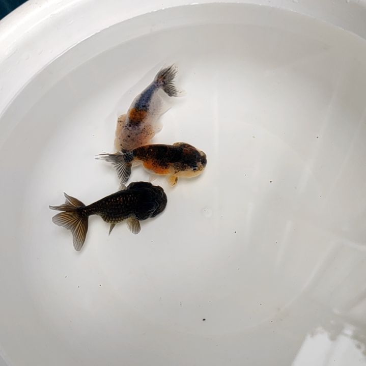 金鱼武汉猫狮金鱼小当岁