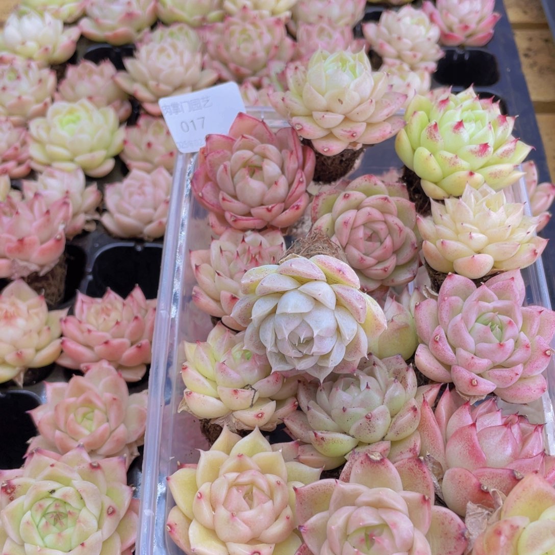 开心快乐幸福017