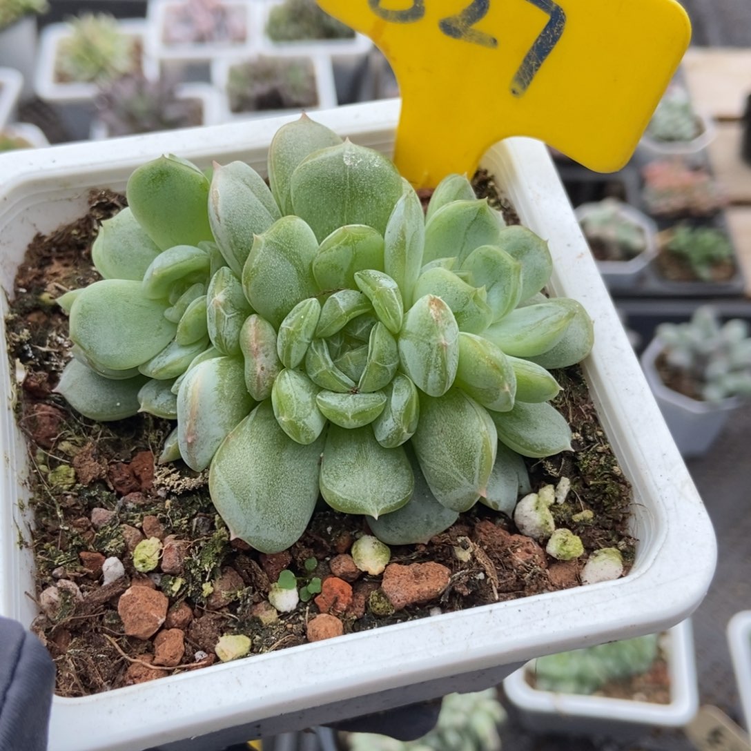 827白恋多肉植物多肉