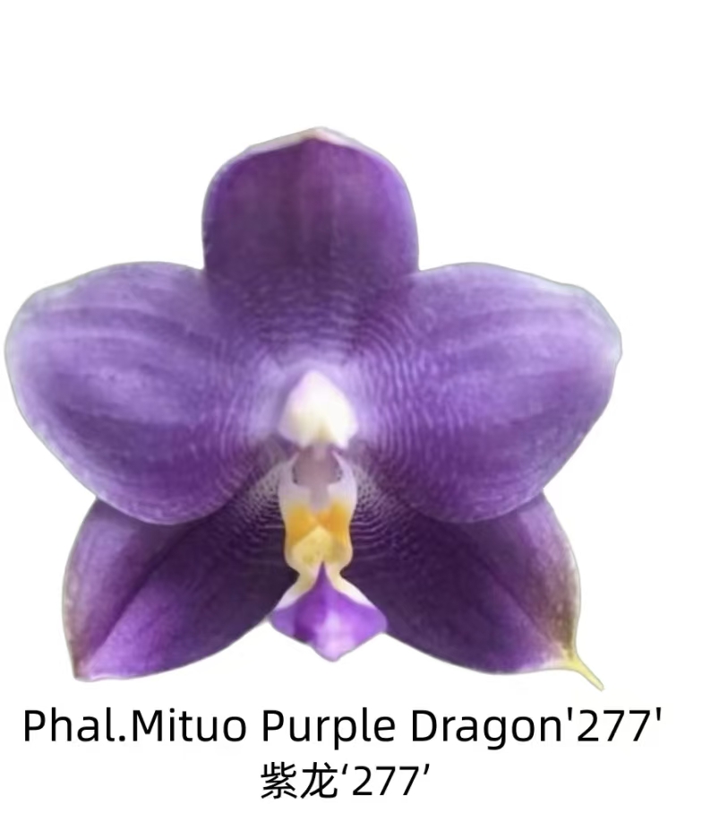 2.5寸 弥陀紫龙277-苗 【叶微瑕、少根】 原生趣味兰