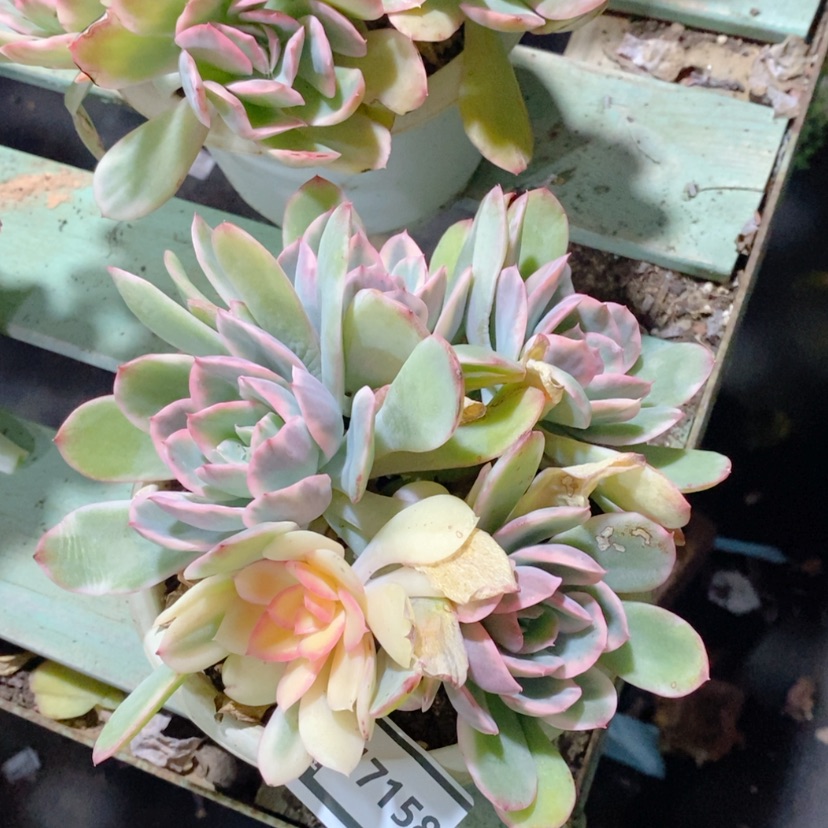 【闪购商品】绮罗锦17158