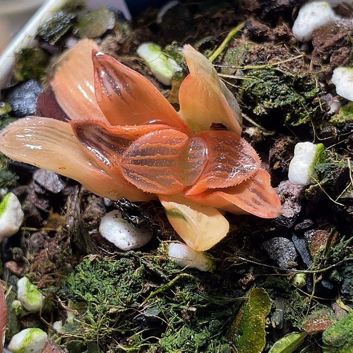 727糊斑夜想锦特选福利