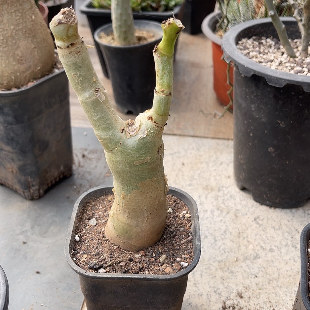 实生祖提葡萄翁块根一物一拍