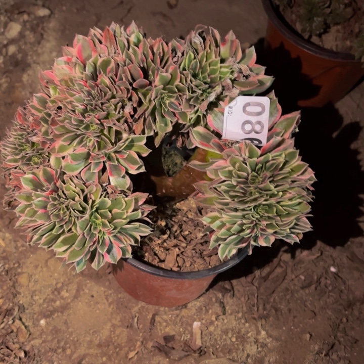 089糖果菊多肉植物不售后