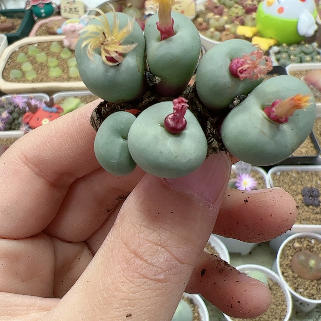 【闪购商品】30 双12限量福利