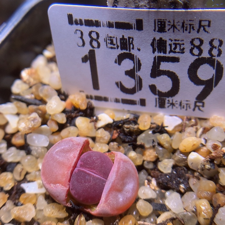 zzz精品生石花1359紫贝