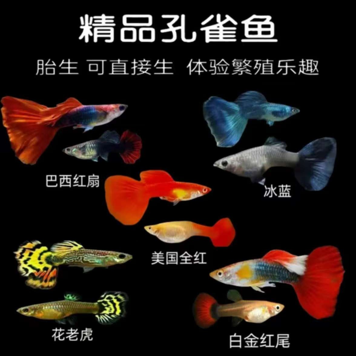 纯种孔雀鱼活体小型热带淡水观赏鱼好养耐活适合新手小型观赏鱼