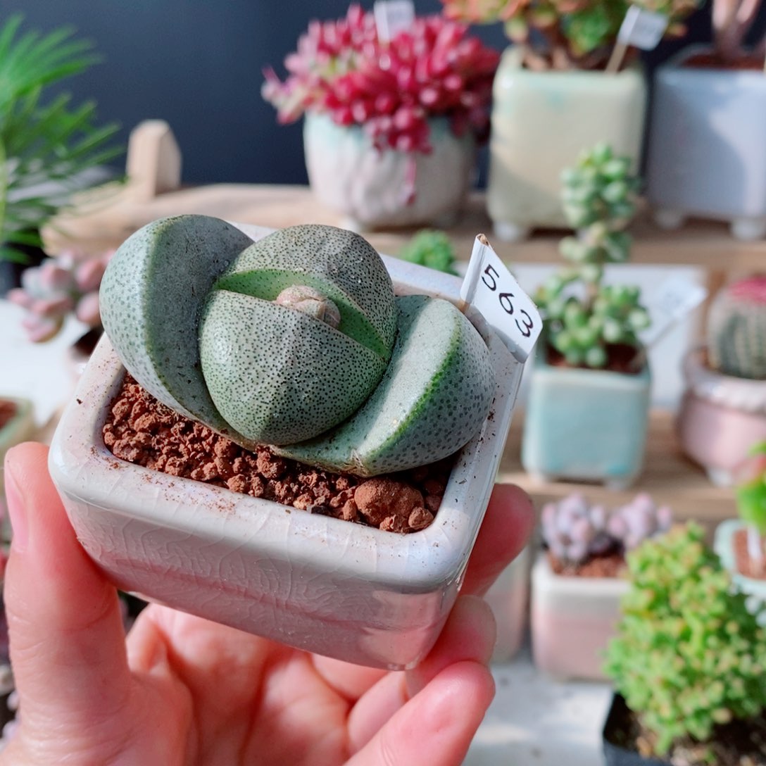 一物一拍多肉植物帝玉563号