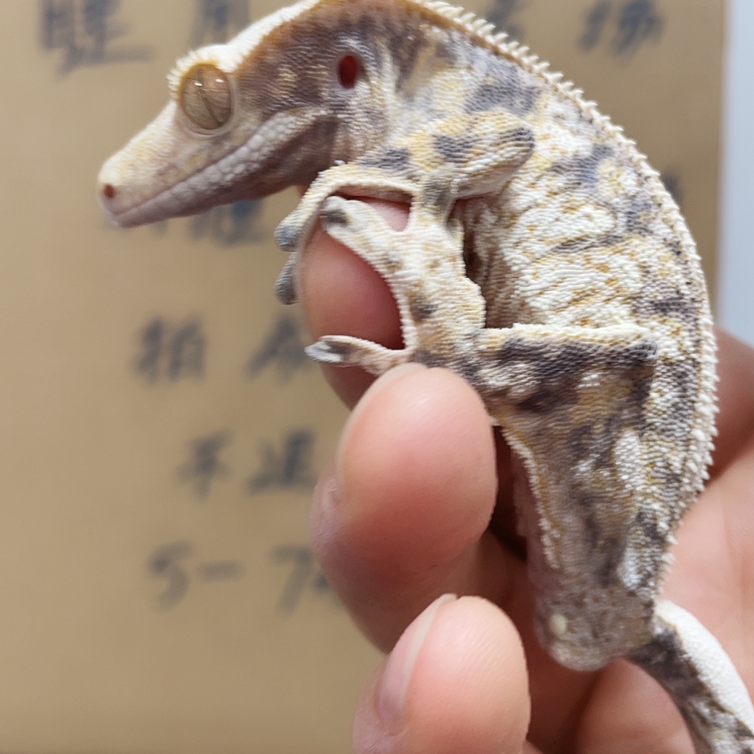 睫角守宫2025124（127）歪尾巴