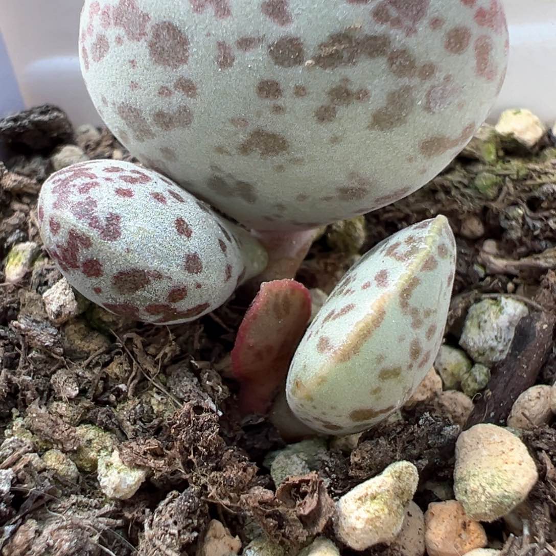 花蛋多肉植物水泡