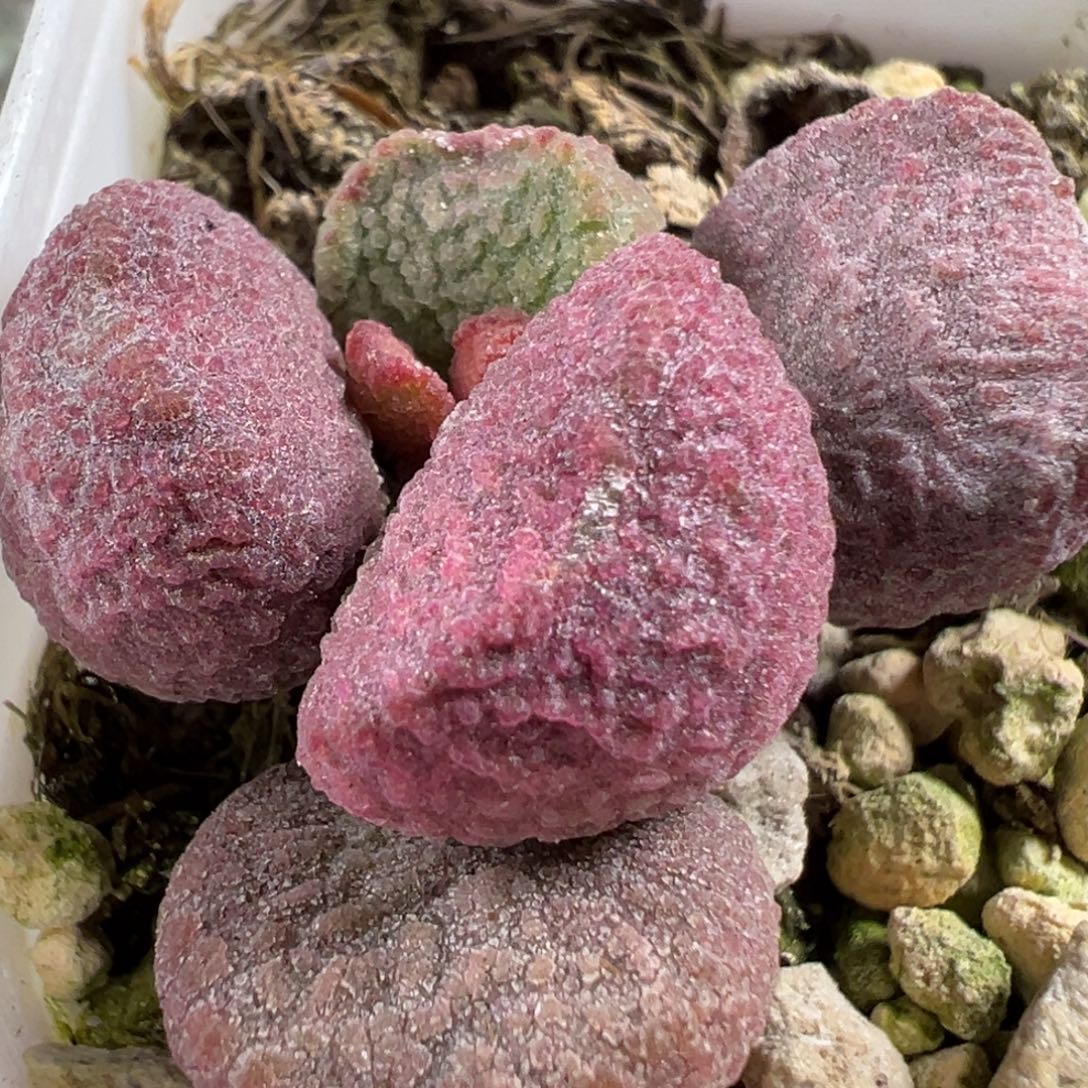 w夏娃多肉植物水泡