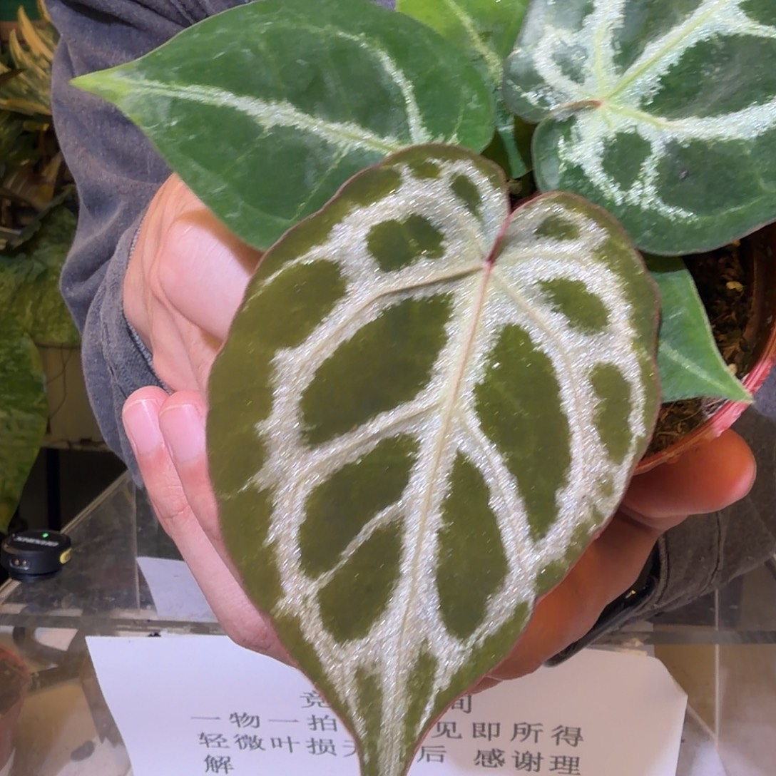 完全开放F322  银虎杂SKG