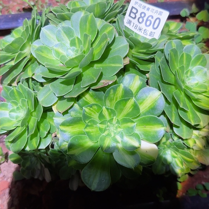 多肉法师翡翠琉璃