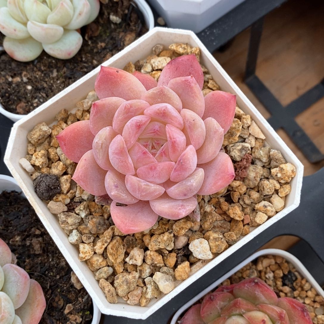 精品多肉一物一拍不包整735