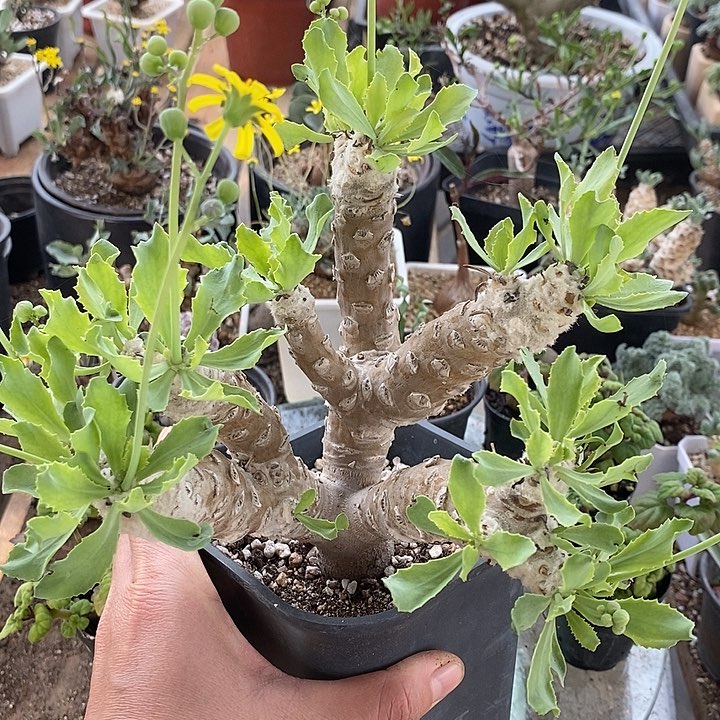 811雪露刨花杂一一脱土