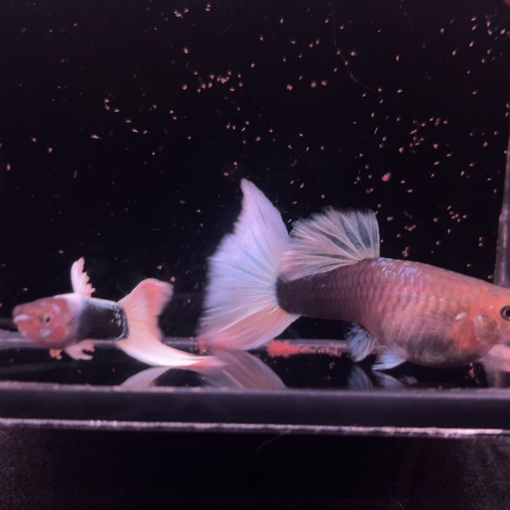 孔雀鱼赛线黄礼服种鱼1对