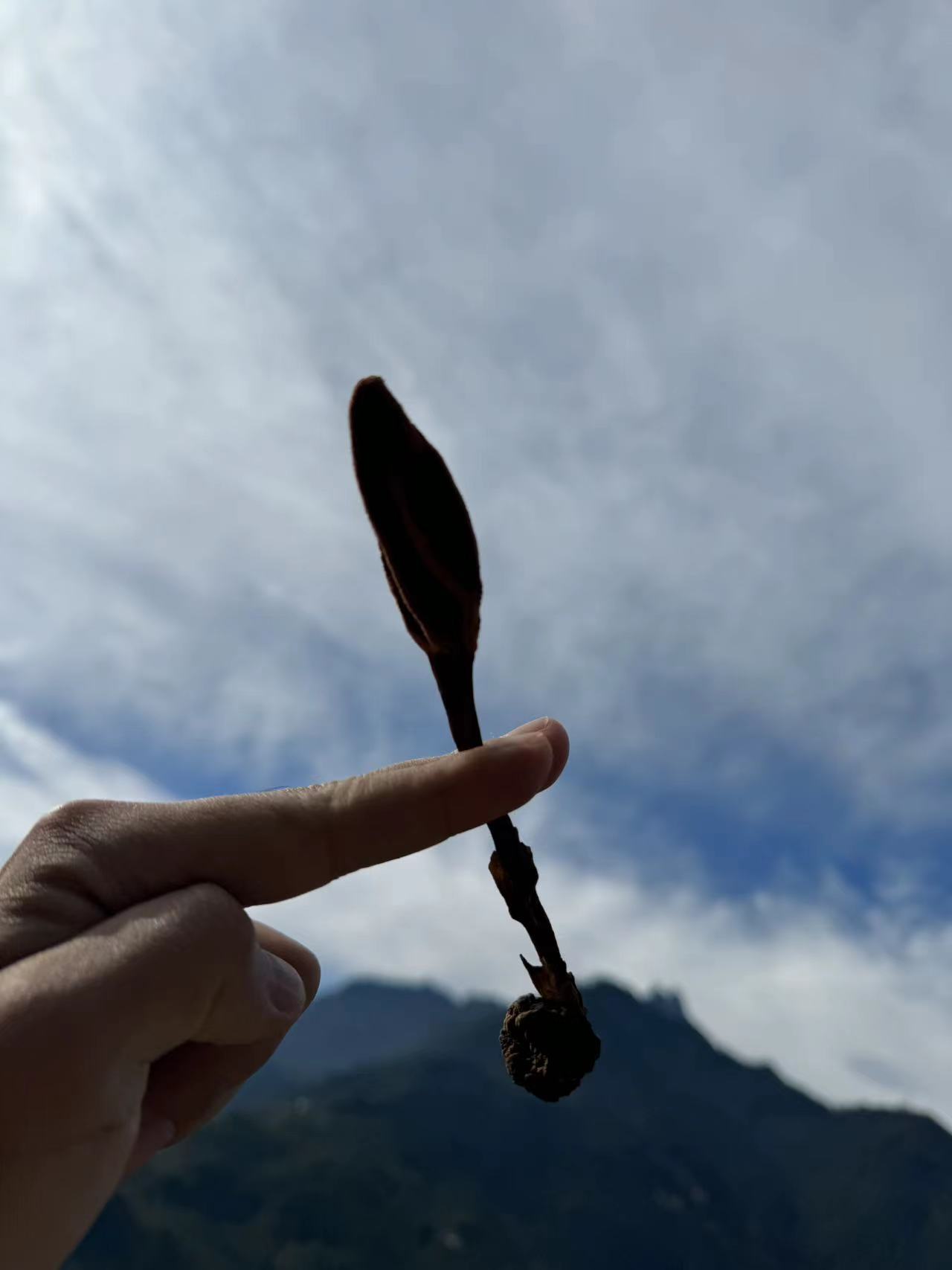 云南深山【文王一支笔】250克