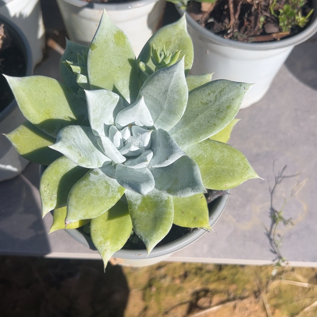 雪山苹果叶～一物一拍418