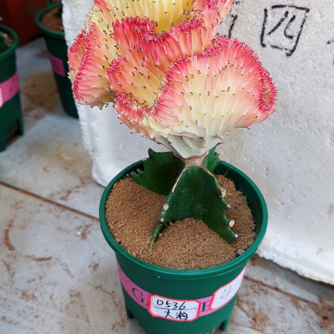 一物一拍金粉麒麟