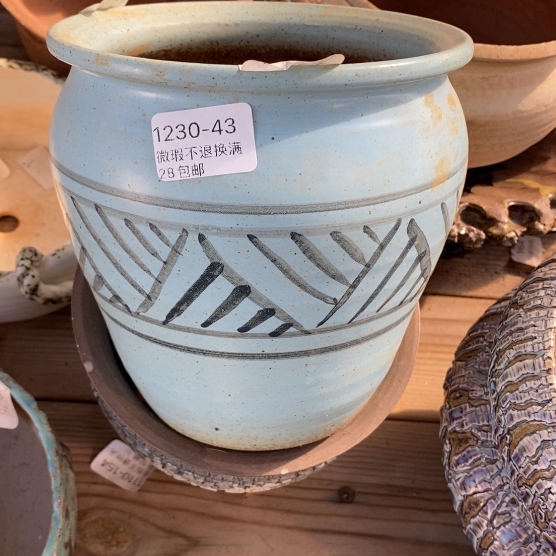 43号花盆内12高15