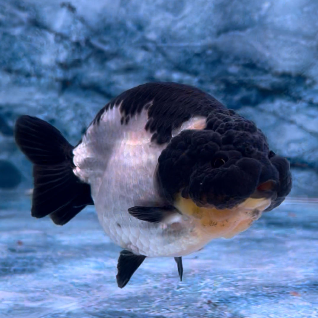 留养级元宝体兰寿（11～13㎝）